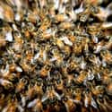 You'll Have Trouble Breathing on Random Things You Should Know About Being Attacked by a Swarm of Bees