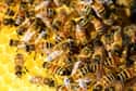 You're Going to Be in Searing Pain on Random Things You Should Know About Being Attacked by a Swarm of Bees