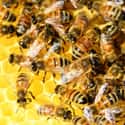 You're Going to Be in Searing Pain on Random Things You Should Know About Being Attacked by a Swarm of Bees