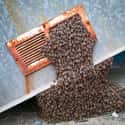 You Could Be Dead Within Minutes on Random Things You Should Know About Being Attacked by a Swarm of Bees