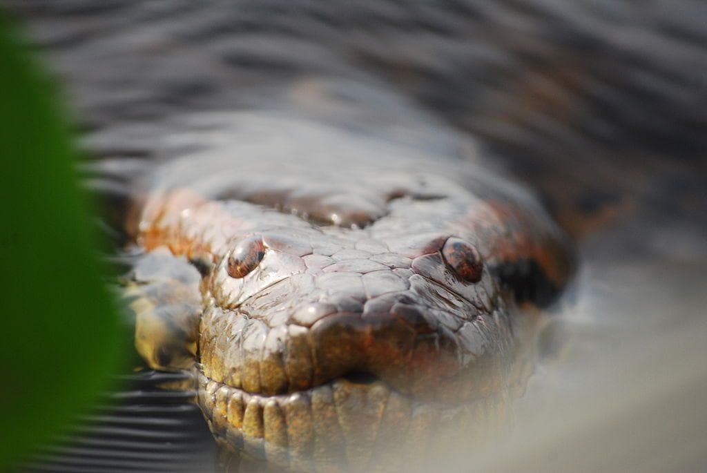 What It's Like to Be Swallowed Whole by an Anaconda