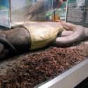 Dying Could Take A Long Time on Random Photos Show What It's Like To Be Swallowed Whole By An Anaconda