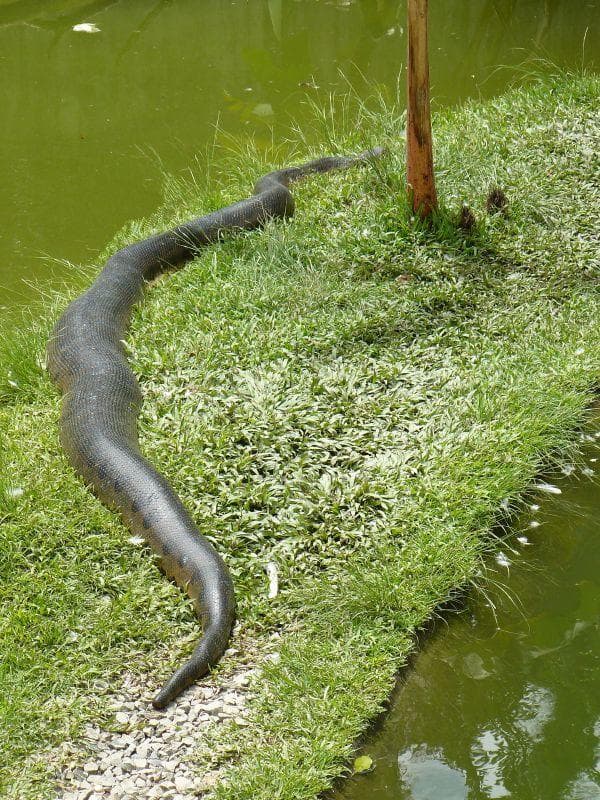 What It's Like to Be Swallowed Whole by an Anaconda