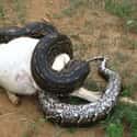 Your Circulatory System Gets Wrecked on Random Photos Show What It's Like To Be Swallowed Whole By An Anaconda