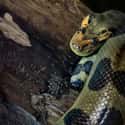 You Go In Head First on Random Photos Show What It's Like To Be Swallowed Whole By An Anaconda