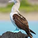 Blue-Footed Booby on Random Funniest Bird Names to Say Out Loud