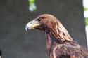 British Woman Fends Off A Golden Eagle To Save Beloved Dogs on Random People Who Went Toe-to-Toe with Wild Animals and Won