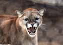Wife Saves Husband By Stabbing Cougar With Ball Point Pen on Random People Who Went Toe-to-Toe with Wild Animals and Won