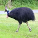 Man Survives Cassowary Attack And 7-Foot Tumble on Random People Who Went Toe-to-Toe with Wild Animals and Won