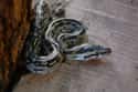Farmer Bites A Python Slowly Strangling Him on Random People Who Went Toe-to-Toe with Wild Animals and Won