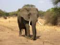 Man Grabs An Elephant By The Tusks on Random People Who Went Toe-to-Toe with Wild Animals and Won