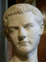 Caligula Had A Weird Relationship With His Pet Horse on Random Bizarre Obsessions Of Royals In History