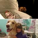 Home Security on Random Adorable Before-And-After Photos Of Dogs Growing Up With Their Humans