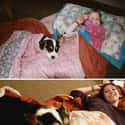 Blanket Buddies on Random Adorable Before-And-After Photos Of Dogs Growing Up With Their Humans