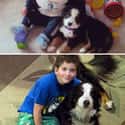 Floored By Cuteness on Random Adorable Before-And-After Photos Of Dogs Growing Up With Their Humans