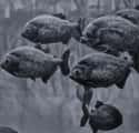 Piranhas Eat Everything on Random Things about What It's Like to Be Devoured Alive by Piranhas