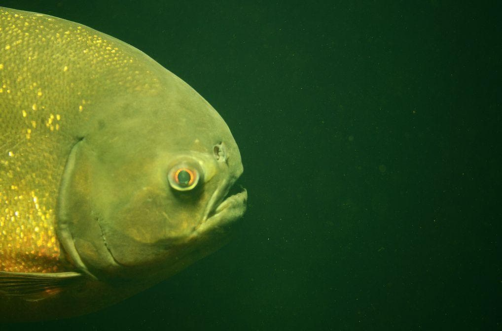 Random Things about What It's Like to Be Devoured Alive by Piranhas