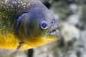Piranhas Prefer to Attack Face First on Random Things about What It's Like to Be Devoured Alive by Piranhas