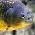 Piranhas Prefer to Attack Face First on Random Things about What It's Like to Be Devoured Alive by Piranhas