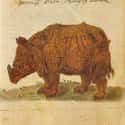 A Rhinoceros, Caspar Schmalkalden, 17th Century on Random Hilariously Wrong Historical Depictions of Animals