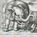 A Rhinoceros Fighting An Elephant, Hendrik Hondius I, 1610 on Random Hilariously Wrong Historical Depictions of Animals