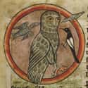 An Owl, Unknown Artist, 1230-1240 on Random Hilariously Wrong Historical Depictions of Animals