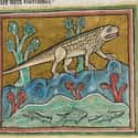 A Crocodile, Unknown Artist, Late 13th Century on Random Hilariously Wrong Historical Depictions of Animals
