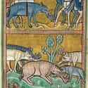 Elephants, Unknown Artist, Late 13th Century on Random Hilariously Wrong Historical Depictions of Animals