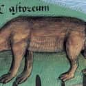A Beaver, Platearius, c. 1480 on Random Hilariously Wrong Historical Depictions of Animals