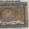 An Oyster, Jacob van Maerlant, c. 1350 on Random Hilariously Wrong Historical Depictions of Animals