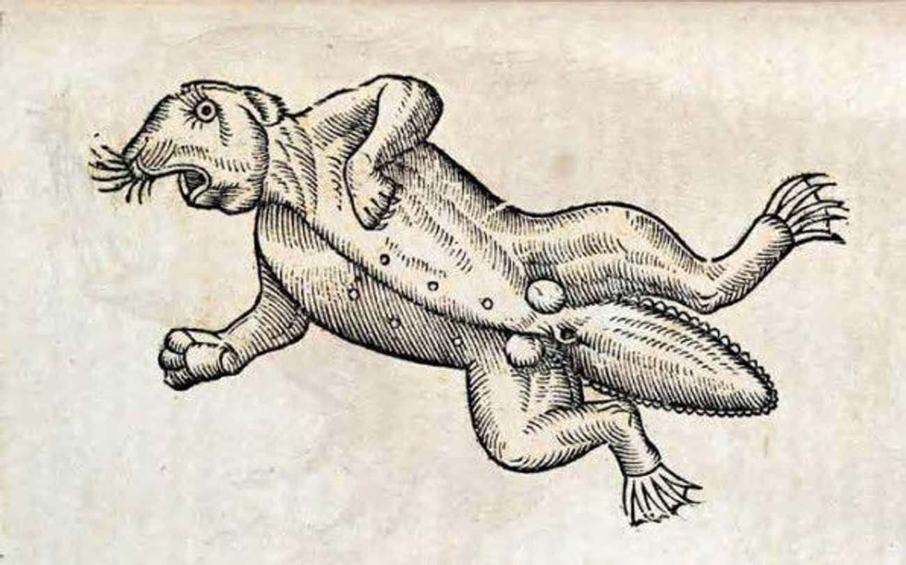 Лягушка средневековье
