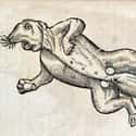 A Beaver, Edward Topsell, 1658 on Random Hilariously Wrong Historical Depictions of Animals