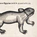 A Crocodile, Edward Topsell, 1658 on Random Hilariously Wrong Historical Depictions of Animals