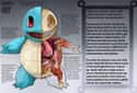 Squirtle on Random Pieces of Hyper-Detailed Pokemon Anatomy Fan Art