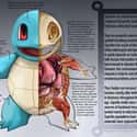 Squirtle on Random Pieces of Hyper-Detailed Pokemon Anatomy Fan Art