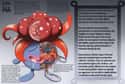 Gloom on Random Pieces of Hyper-Detailed Pokemon Anatomy Fan Art