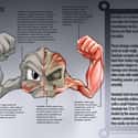Geodude on Random Pieces of Hyper-Detailed Pokemon Anatomy Fan Art