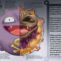 Koffing on Random Pieces of Hyper-Detailed Pokemon Anatomy Fan Art