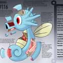Horsea on Random Pieces of Hyper-Detailed Pokemon Anatomy Fan Art
