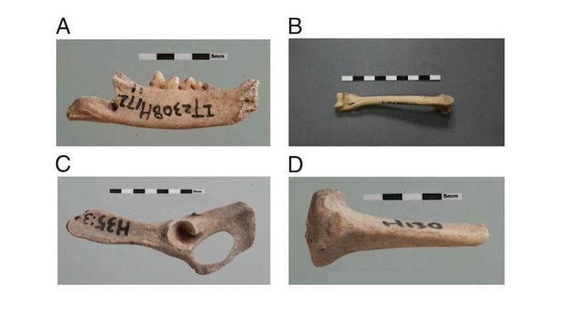 18 Weird Archaeological Finds That Rewrote History