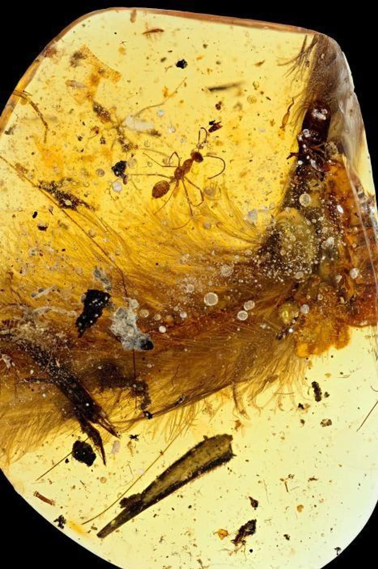 A Feathered Dinosaur Tale Preserved in Amber May Radicalize Ideas of Ancient Evolution