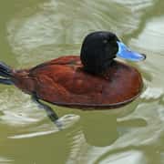 Argentine Lake Duck