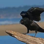Your Neighbors Are Crows, They Are Building Nests