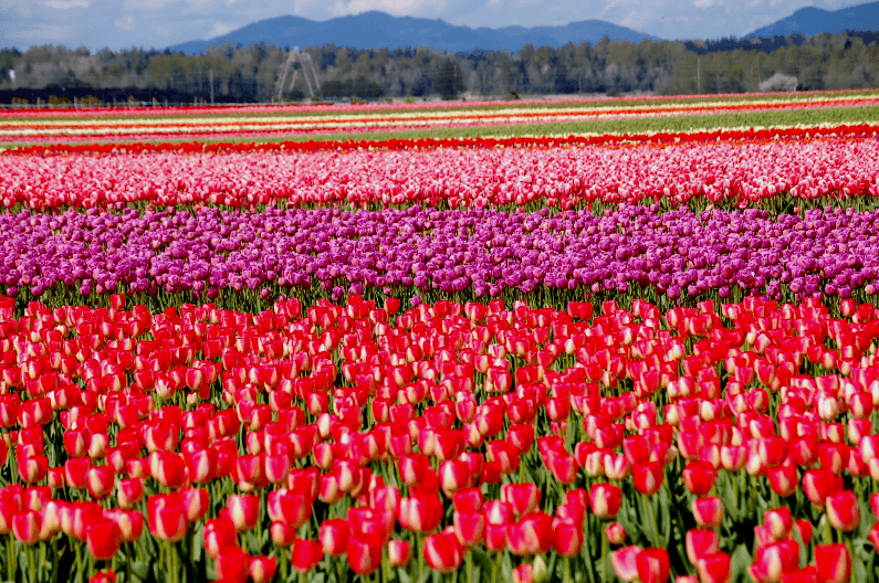 Tulip Mania Almost Destroyed Holland... No, Really