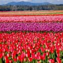 Tulip Mania Almost Destroyed Holland... No, Really on Random Things Of the Economy Was on the Verge of Total Collapse