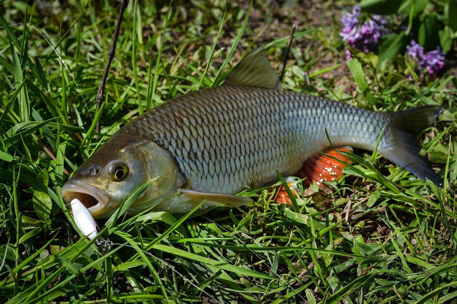 17 Times Animals Literally Rained from the Sky