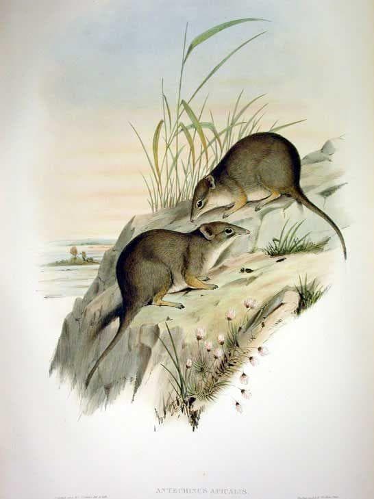 Male Boullanger Island Dibbler is listed (or ranked) 7 on the list 10 Animals Who Die Immediately (Or Close to) After Sex