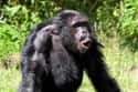 They Take Part In Multi-Year Wars on Random Ways Chimpanzees Are Just as Brutal as Humans