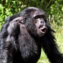 They Take Part In Multi-Year Wars on Random Ways Chimpanzees Are Just as Brutal as Humans