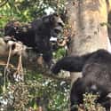 Male Chimpanzees Wage A Campaign Of Violence Against Females In Order To Mate on Random Ways Chimpanzees Are Just as Brutal as Humans